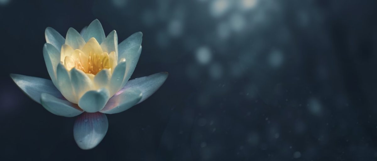 Cathy Adams Zen Parenting Blog Post - What's Keeping Me Sane - Lotus